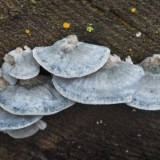 Postia plavkasto-siva: da li je moguće jesti, fotografija